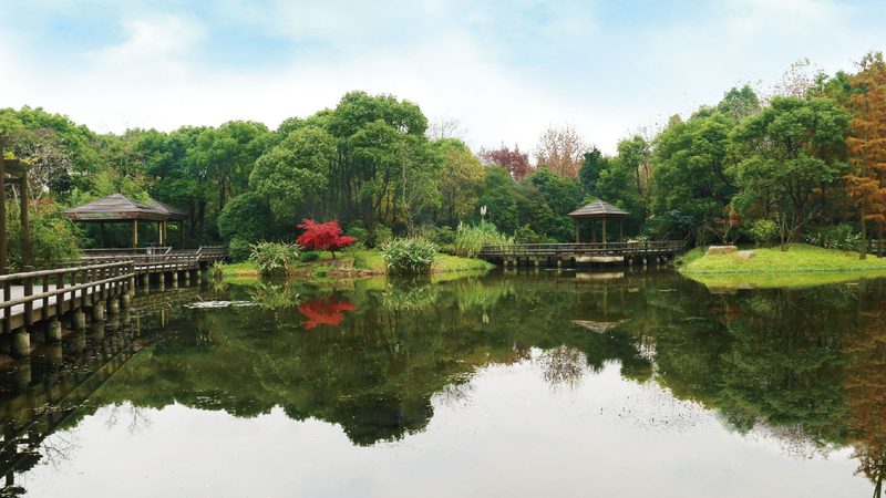 苗木种植技术视频教程分类：从入门到精通的系统化学习路径