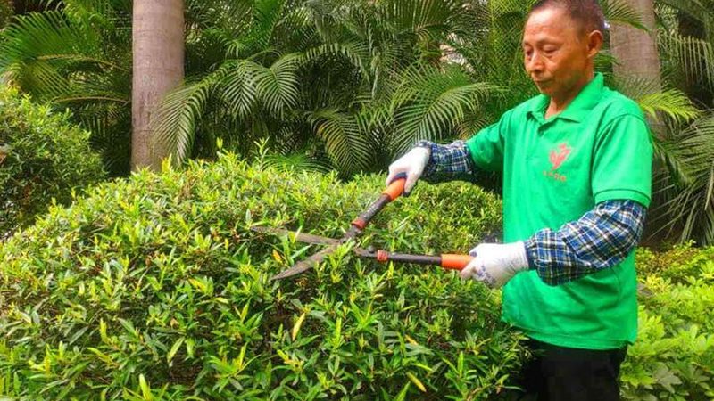 垂直绿化灌溉：标准与实施要点**