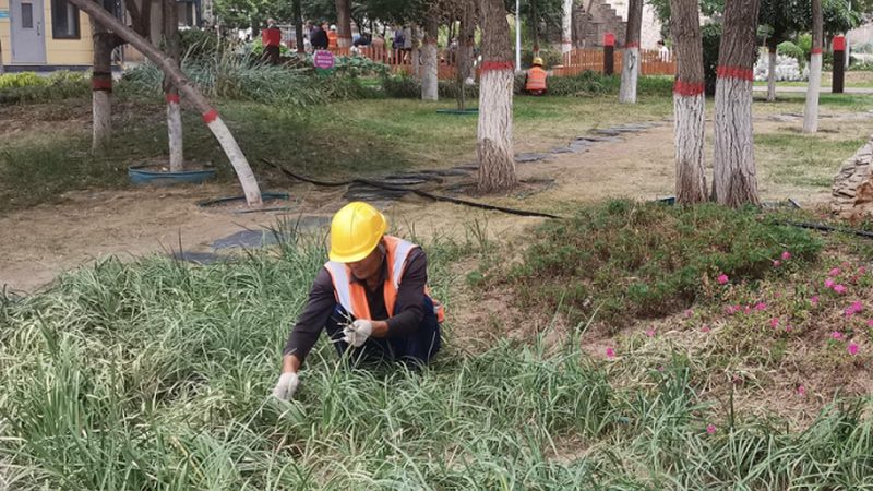 绿植租赁与购买：两种选择的本质区别