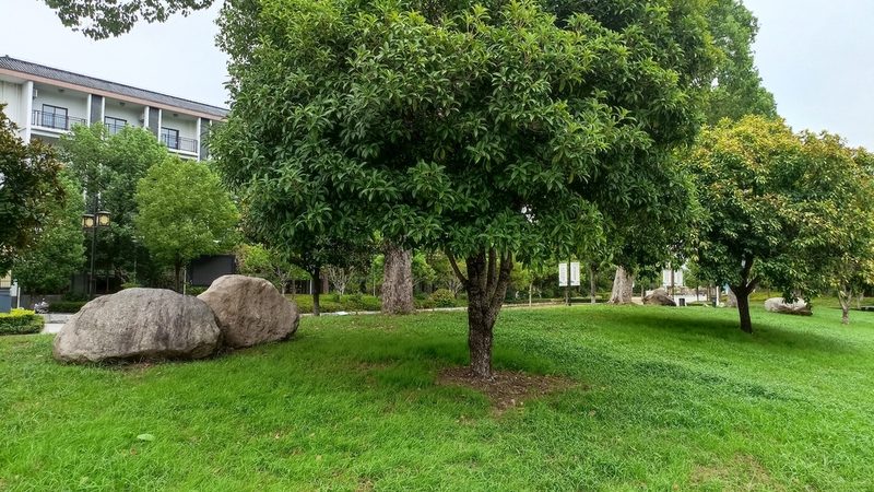 绿化资质项目规模限制对比分析：标准与实际应用